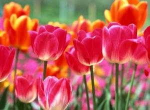 ღია ბარათები გაზაფხულის პირველ დღეს - ლამაზი და მხიარული წარწერებით: მოკლე SMS მილოცვები გაზაფხულის პირველ დღეს მხიარული ღია ბარათები მილოცვები
